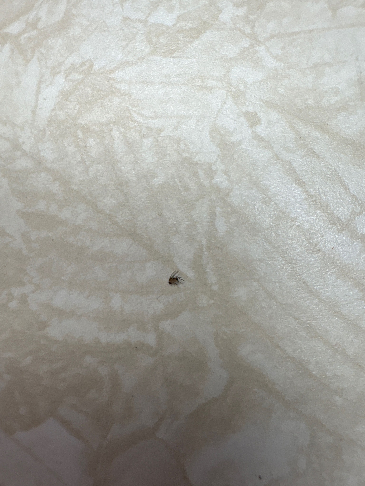 Common Fruit Fly