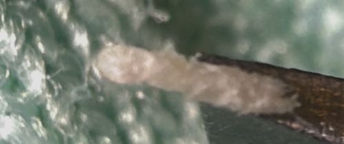 Webbing Clothes Moth Larva (or Case-bearing Clothes Moth Larva casing)