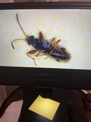 Dirt-colored seed bug