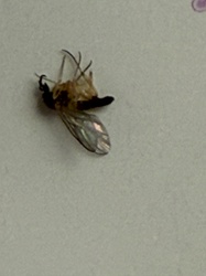 Fungus Gnat