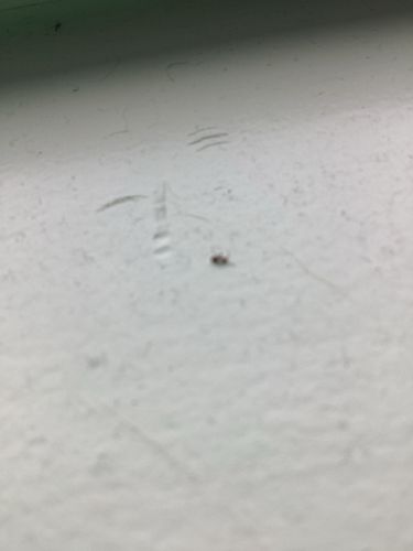 Too blurry to identify