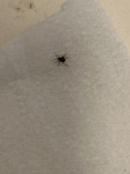 Black-legged Tick; Deer Tick