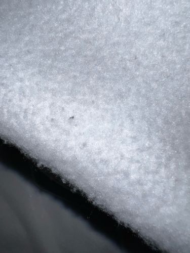 Snow Flea or Springtail