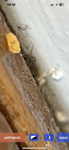 Moth fly larva (Drain fly larva)