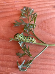Black Swallowtail Caterpillar