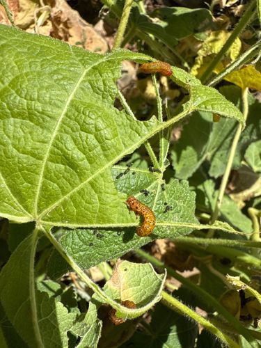 Squash Vine Borer larva