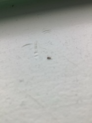 Too blurry to identify