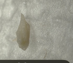 Common Slug (Immature/Small specimen)
