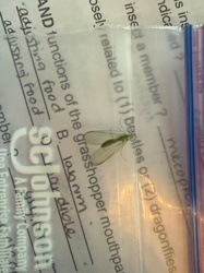 Green Lacewing