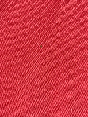 Carpet Beetle (likely Varied Carpet Beetle or Black Carpet Beetle)