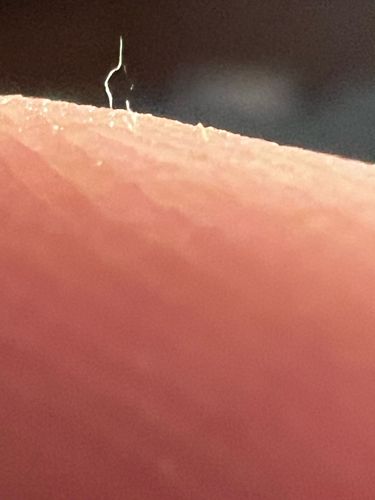 Green Lacewing (Egg stalk)