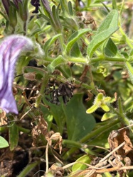 Flower Crab Spider (likely a species of Misumena or Xysticus)