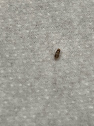 Carpet beetle (likely Varied Carpet Beetle or Black Carpet Beetle)