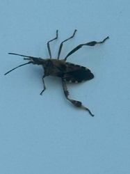 Western Conifer Seed Bug