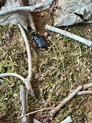 Ground Beetle