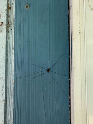 Daddy Longlegs / Harvestman