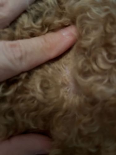 Flea (likely Cat Flea or Dog Flea)