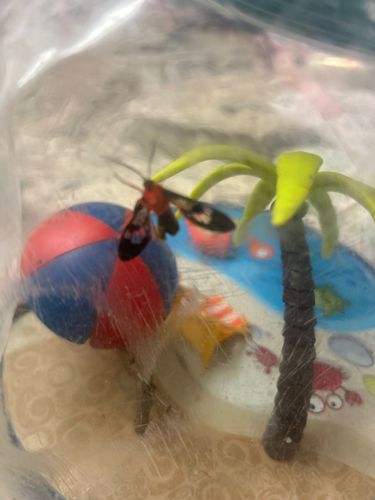 Scarlet-bodied Wasp Moth