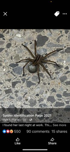 Wolf Spider