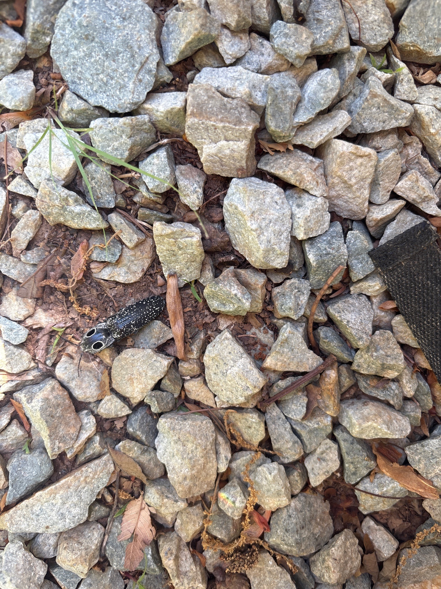 Eastern Eyed Click Beetle