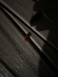 Glow-worm (likely a female Lampyris noctiluca, but could be another species of firefly/glow-worm)
