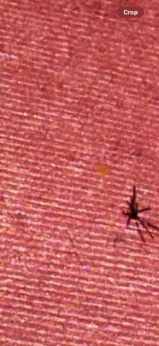 Cellar Spider (or Daddy Long-legs Spider)