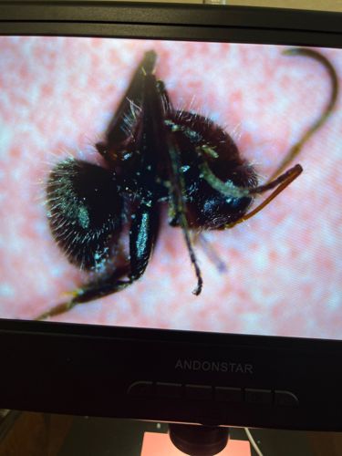 Velvet Ant (likely a female, known as a 'cow killer')