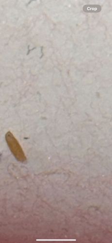 Carpet Beetle Larva