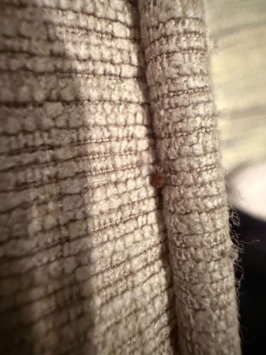 Flea (likely Cat flea or Dog flea)