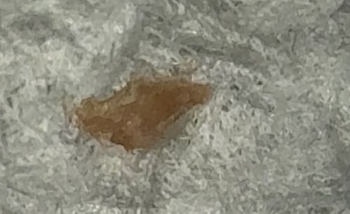 Household Casebearer (often confused with Plaster Bagworm)