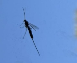 Ichneumon Wasp