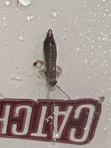 Antlion larva (or 'doodlebug')