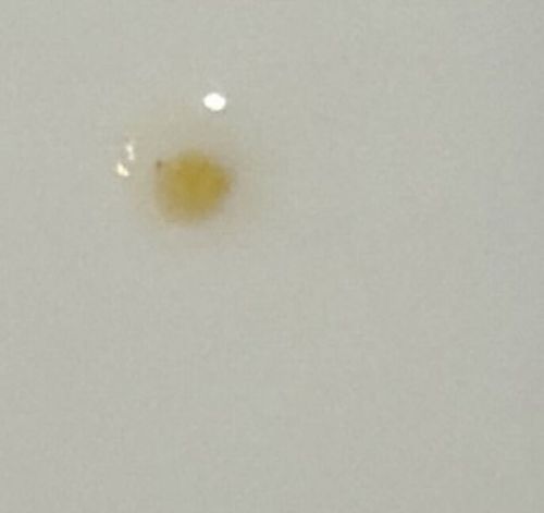 Aphid