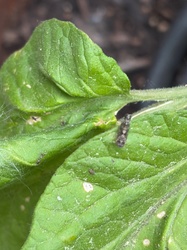 Tomato Pinworm