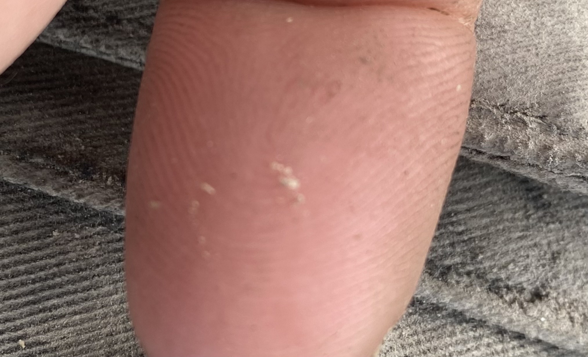 Bird Mite (or Rodent Mite)