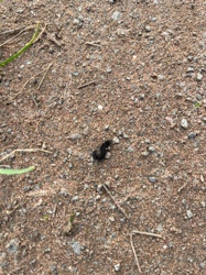 Woolly Bear Caterpillar (likely Isabella Tiger Moth caterpillar)