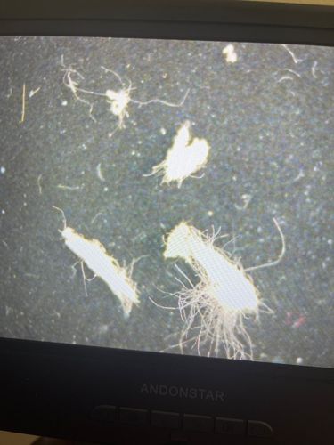 Carpet Beetle Larvae (likely Black Carpet Beetle or Varied Carpet Beetle)