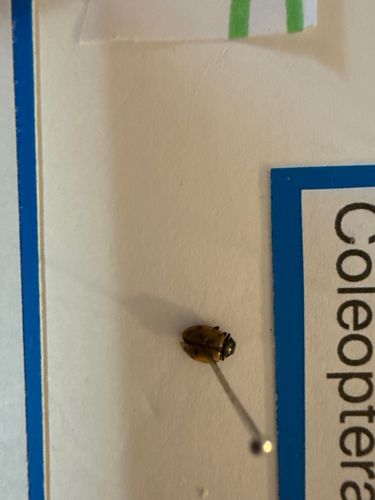 Ladybug (or Ladybird beetle)