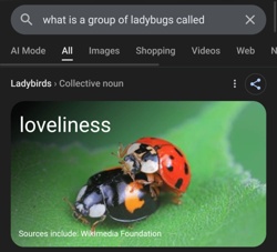 Ladybug (or Ladybird beetle)