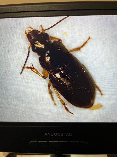 Ground Beetle