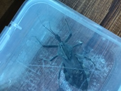 Kissing Bug / Assassin Bug / Conenose Bug / Reduviid Bug