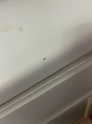 Cockroach Nymph (possibly German Cockroach nymph given the small size and indoor setting)
