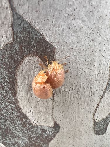 Eucalyptus tortoise beetle