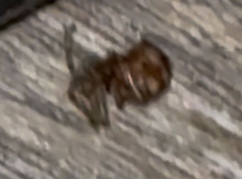 Brown Spider (likely a Wolf Spider or Grass Spider)