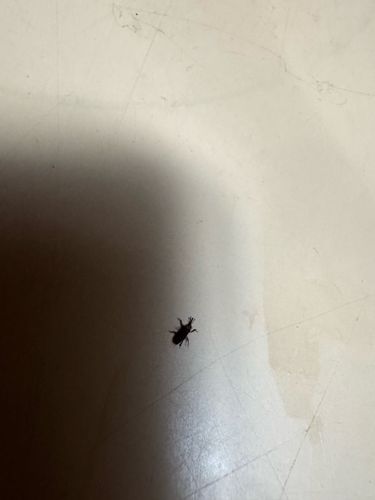 Broad-nosed weevil or Snout beetle