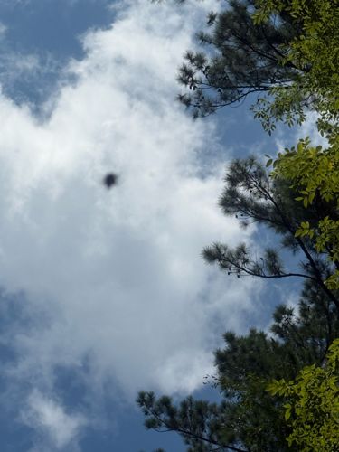 Hornet (likely European Hornet or related large wasp species)