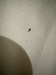 Flea (likely Cat flea or Dog flea, but difficult to differentiate definitively from image)