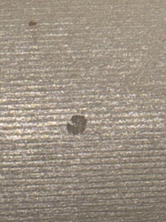 Spider Mite (Tetranychus urticae)