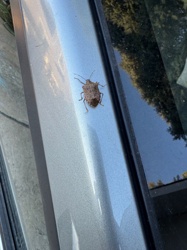 Brown Marmorated Stink Bug