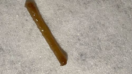 Wireworm (larva of the Click Beetle)